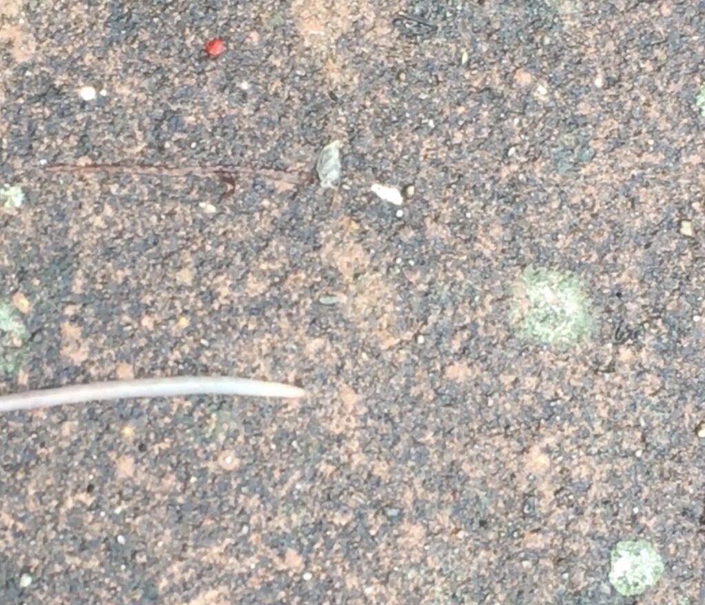 Regenworm op ondergrond