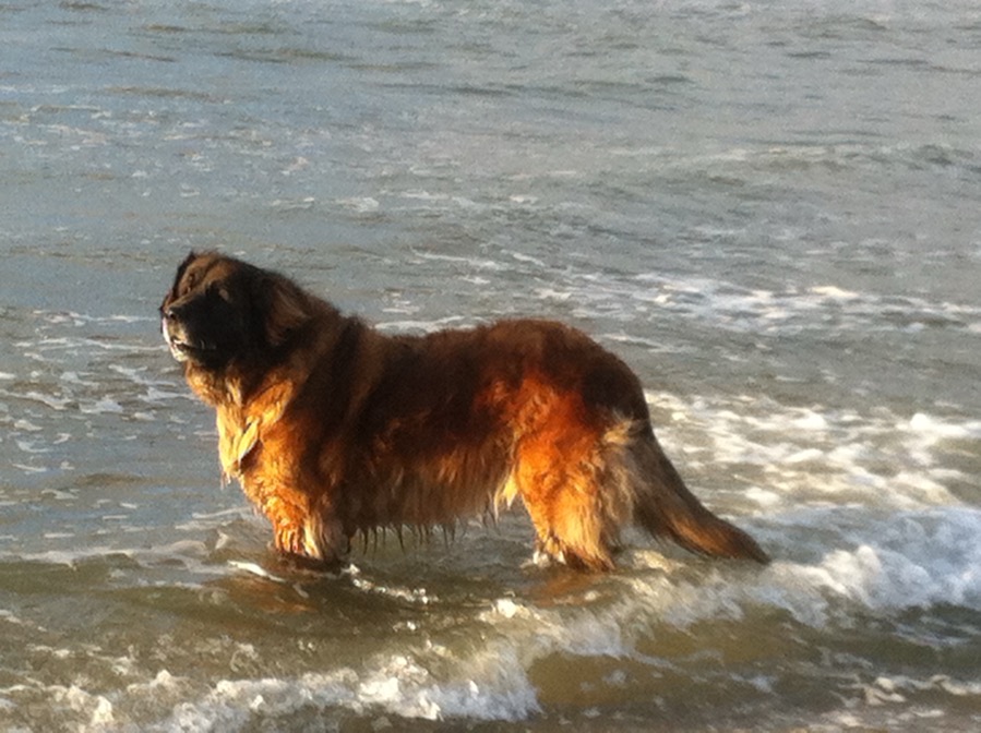 Shot van Wilfried's hond, Lorca, in de Noordzee