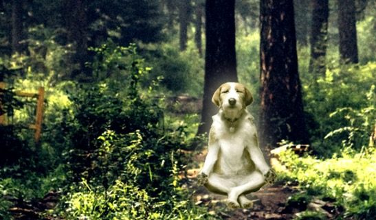 MBCT meditatiehond