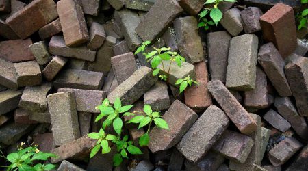 nature-grass-rock-wood-lawn-flower-585955-pxhere-compressed nature-grass-rock-wood-lawn-flower-585955-pxhere-compressed